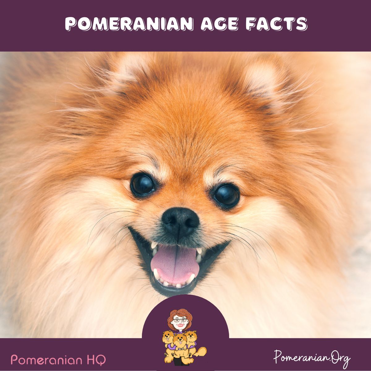 Pomeranian Age in Human Years