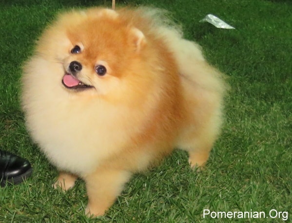 large pomeranian type dog