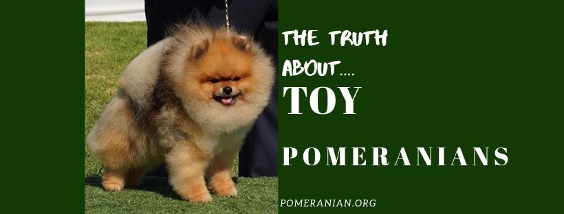 Toy Pomeranians