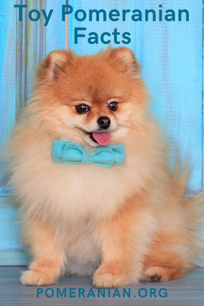 Toy Pomeranian