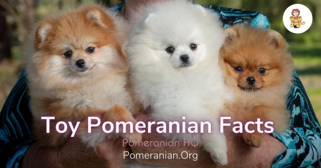 Toy pom dogs