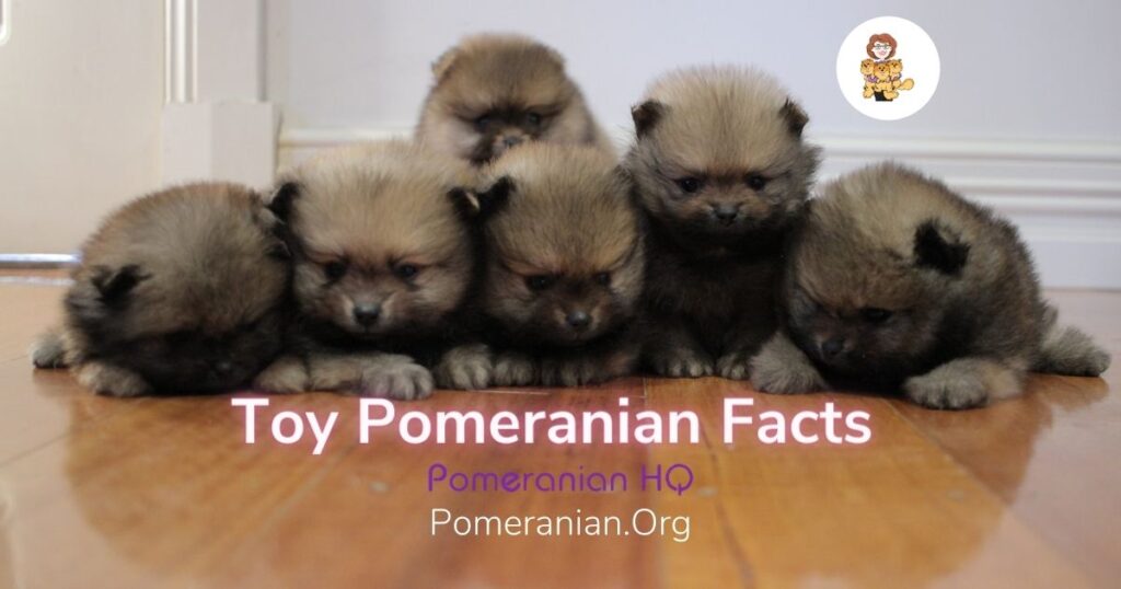 Pomeranian shop toy breed