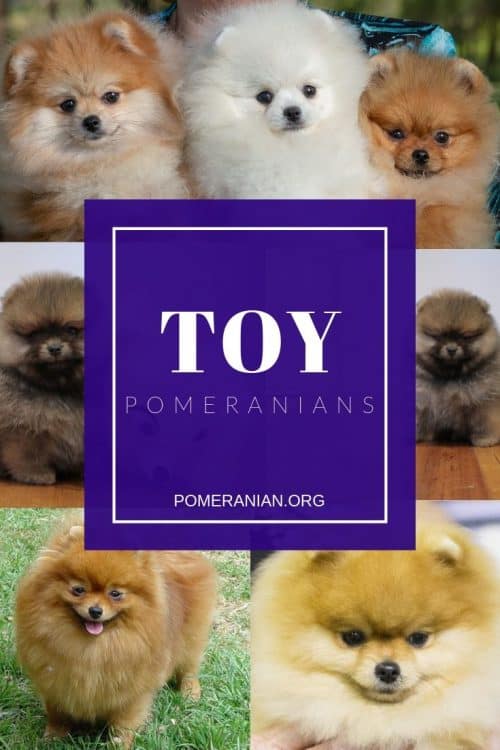 TOY POMERANIANS