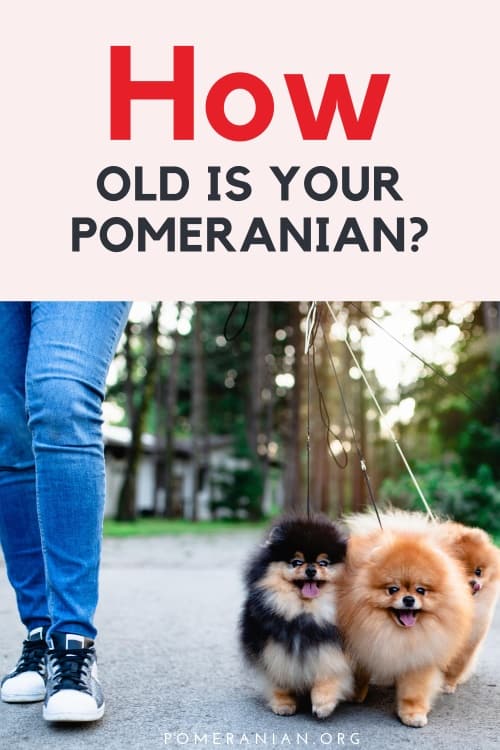   pomeranian age in human years