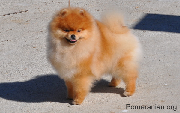 Puppy Pomeranian Dog