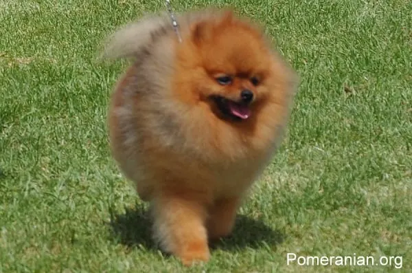 Dealing with Pomeranian Behavior Issues