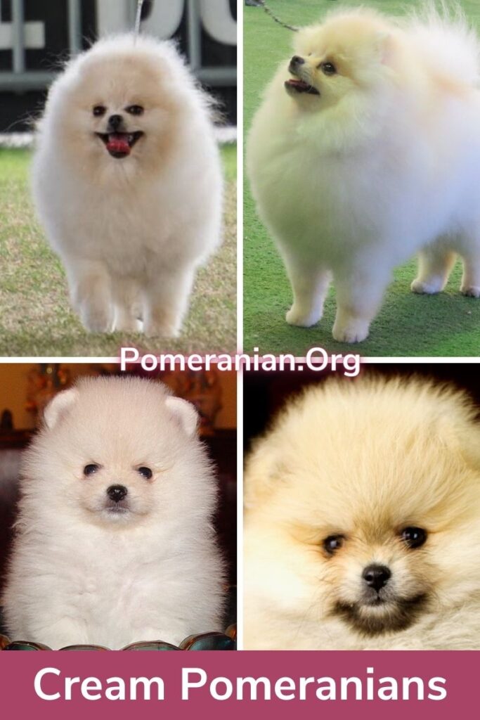 Cream Pomeranians