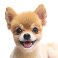 Does A Short Haired Pomeranian Exist?