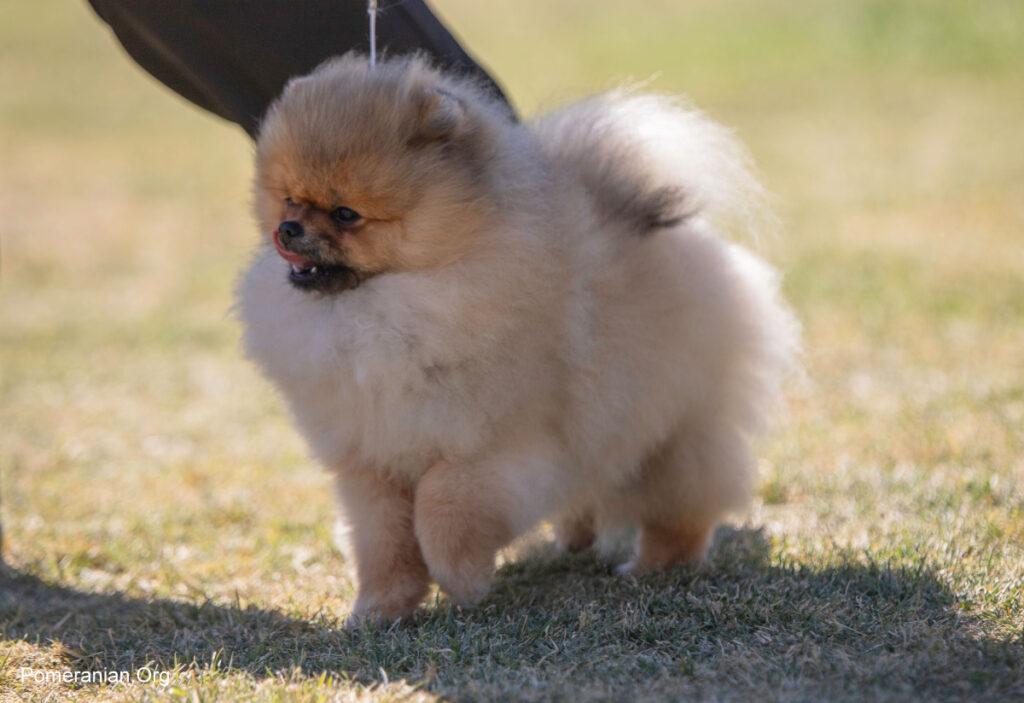 what is the best food for a pomeranian dog