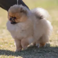 Pomeranian