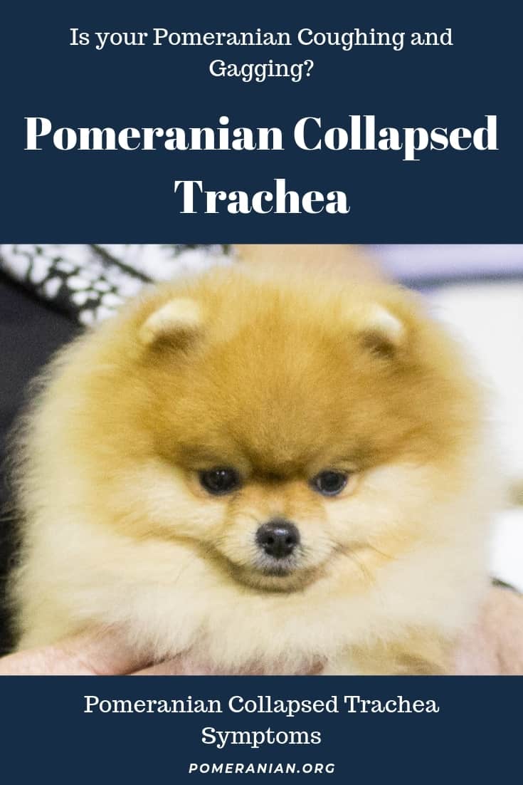 Pomeranian Collapsed Trachea 