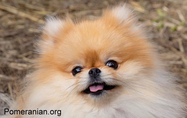 pomeranian short hair for sale