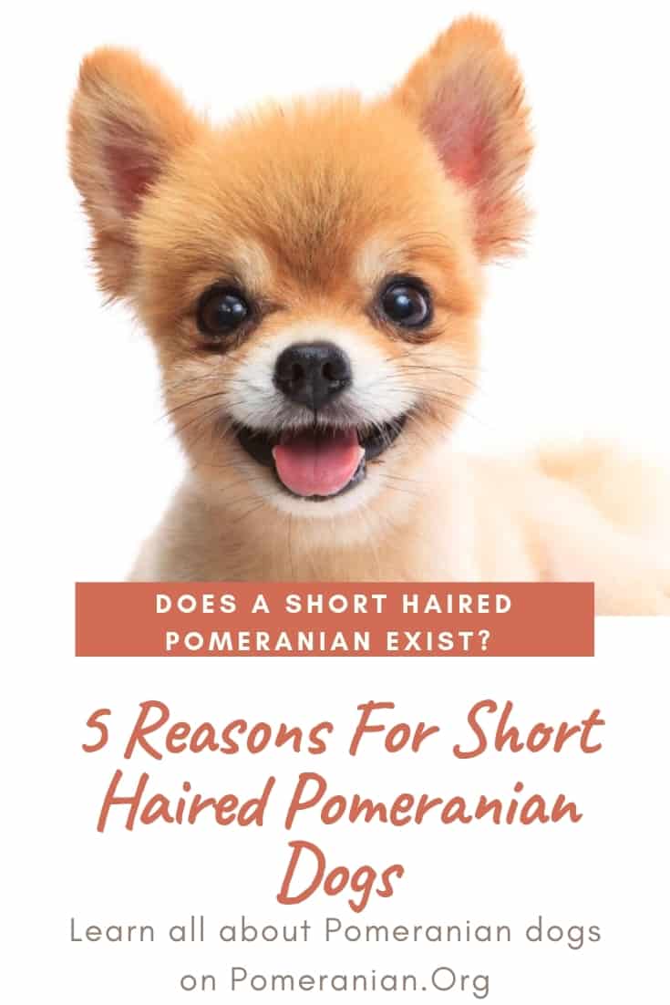 Does a Short Haired Pomeranian Exist?
