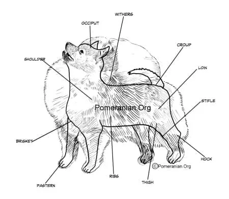 Points of Pomeranian Dog