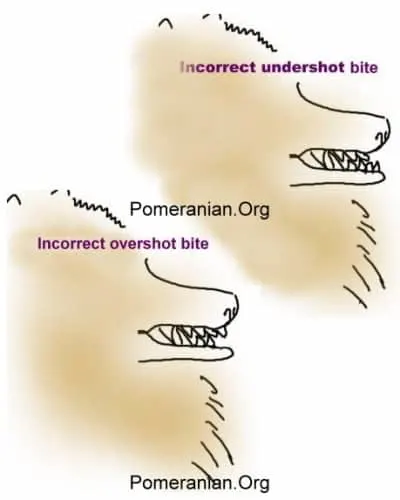 Pomeranian teeth: incorrect Pomeranian bites