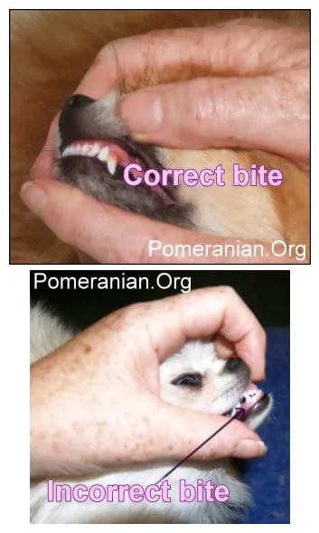 Pomeranian teeth