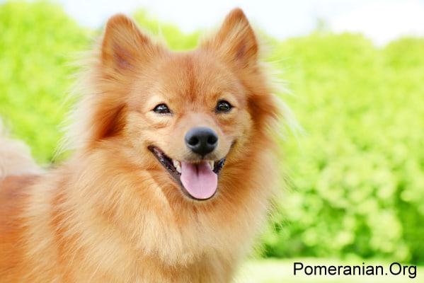 Throwback 2024 pomeranian price