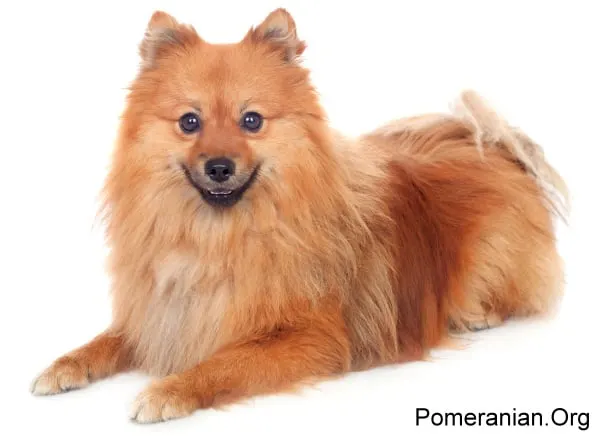 Throwback Pomeranian dog