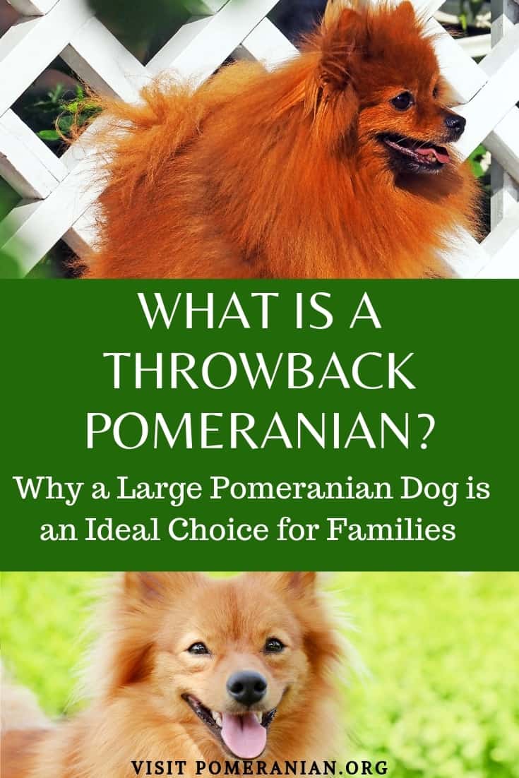 What Is a Throwback Pomeranian?