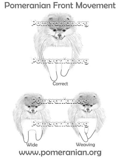 Pomeranian Front Movement