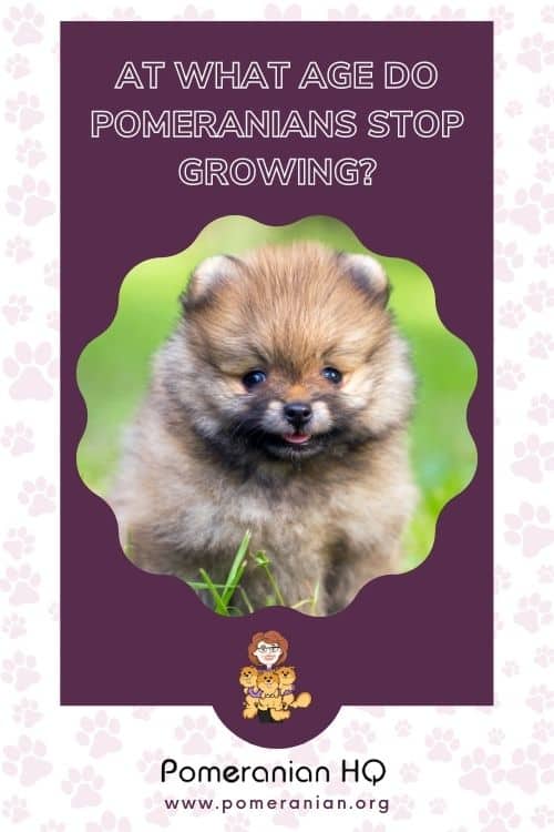 At What Age Do Pomeranians Stop Growing?