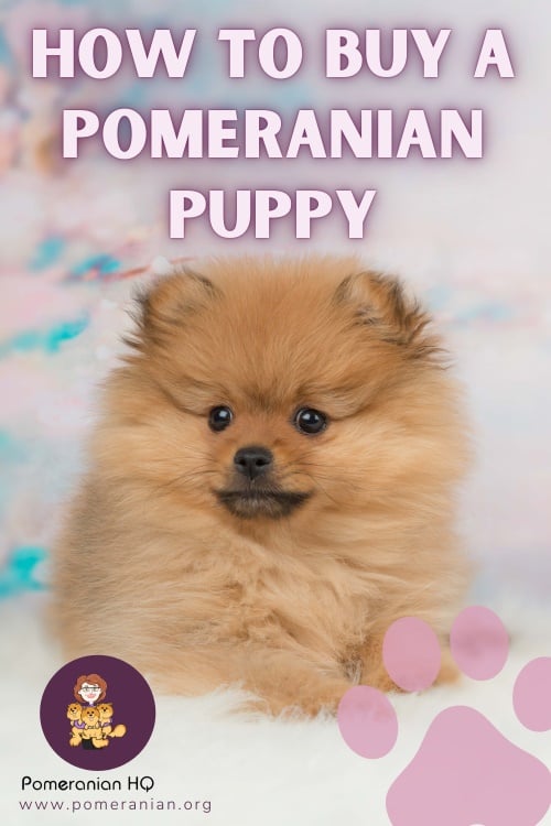 how do i choose a pomeranian puppy