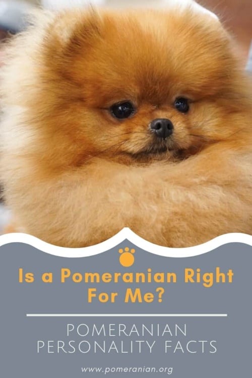 Pomeranian Temperament