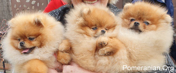 Pomeranian Dogs