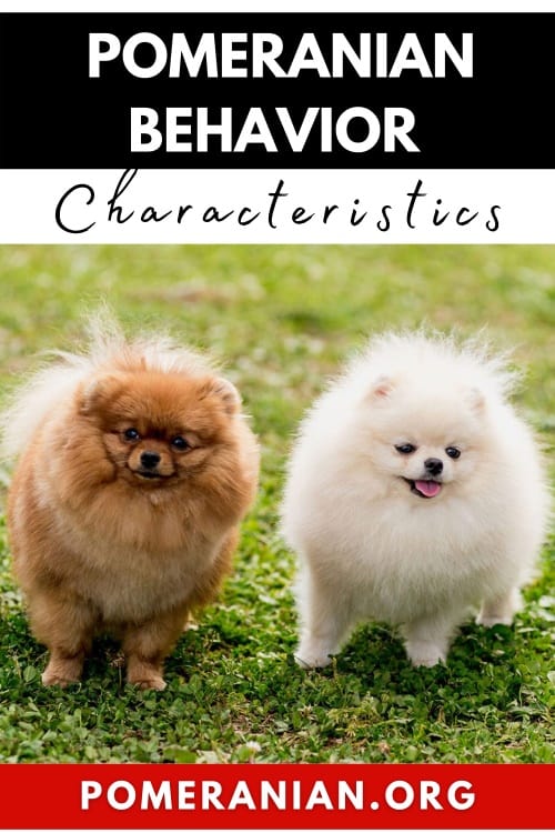 Typical Pomeranian Personality Traits Explained