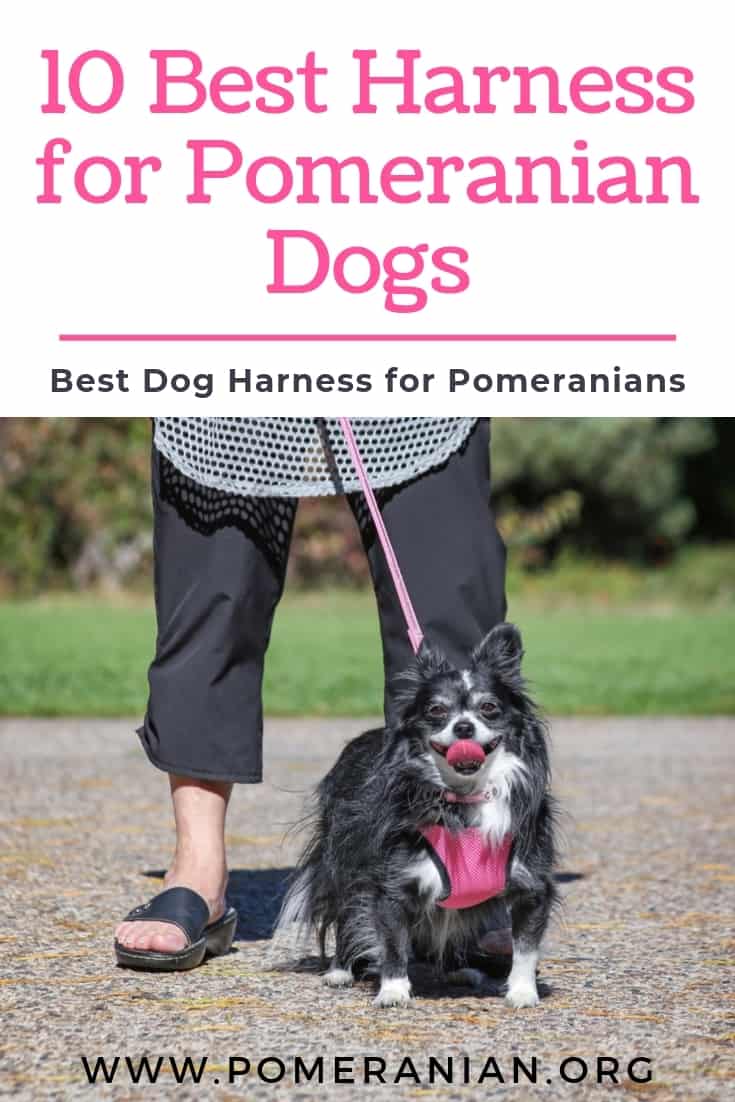 Pomeranian dog harness