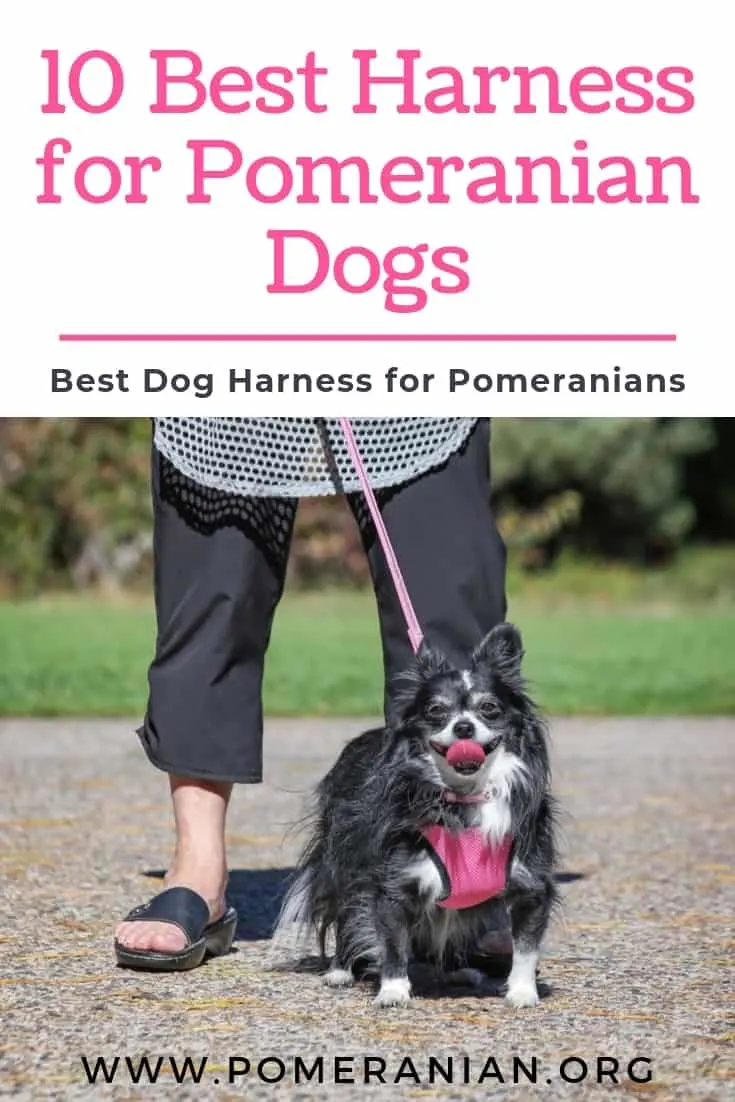 10 Best Harness for Pomeranian Dogs