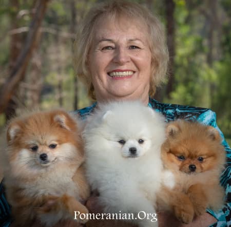 do pomeranians get along with cats