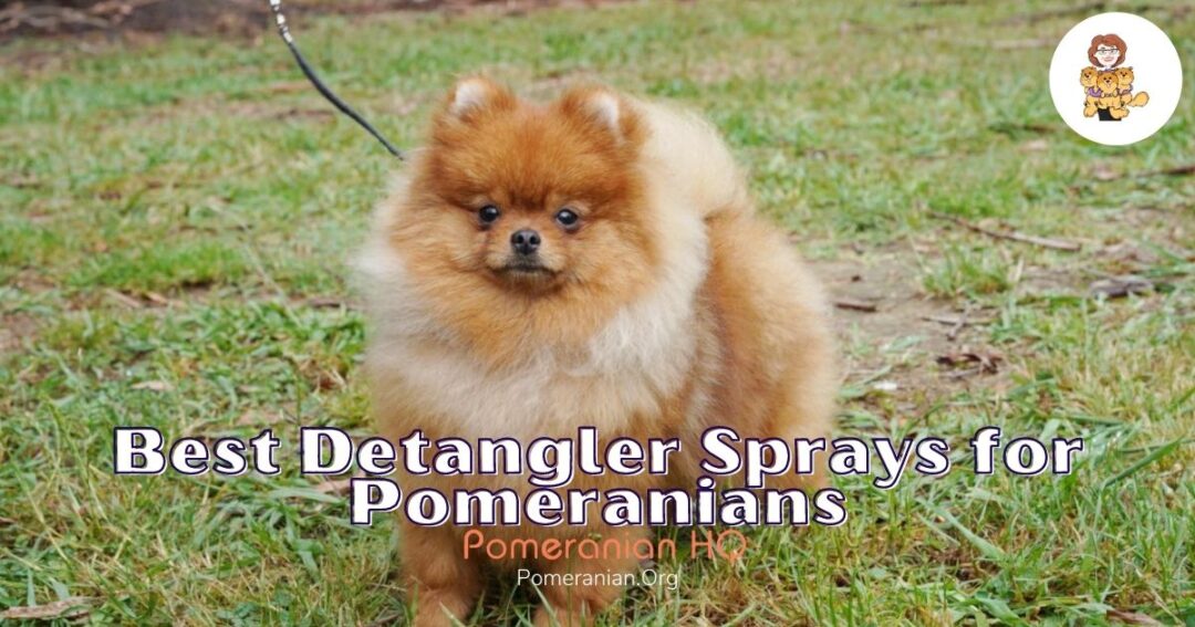 Details Of The 14 Best Dog Detangler Sprays for Pomeranians