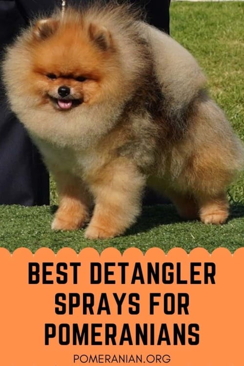 Best Leave-In Sprays for Pomeranians