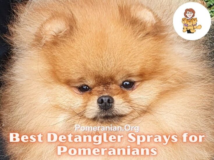 Details Of The 14 Best Dog Detangler Sprays for Pomeranians