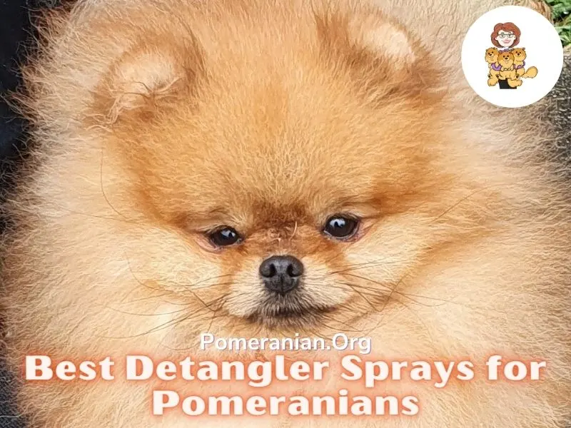 Best Detangler Sprays for Pomeranians