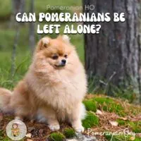 Can Pomeranians be left alone?