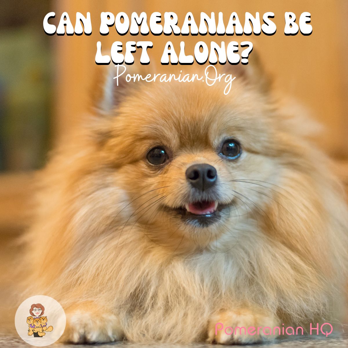 Can Pomeranians be left alone?
