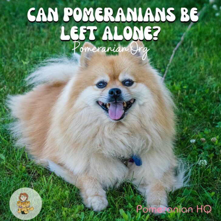 Can Pomeranians Be Left Alone? Here’s What You Should Know