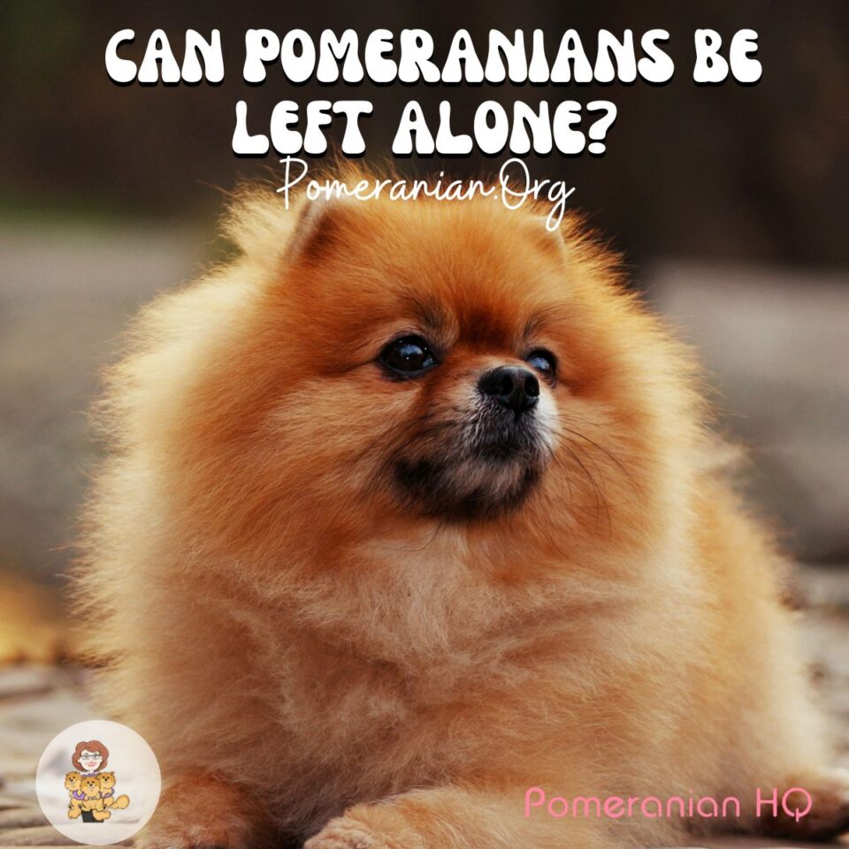 can-pomeranians-be-left-alone-here-s-what-you-should-know