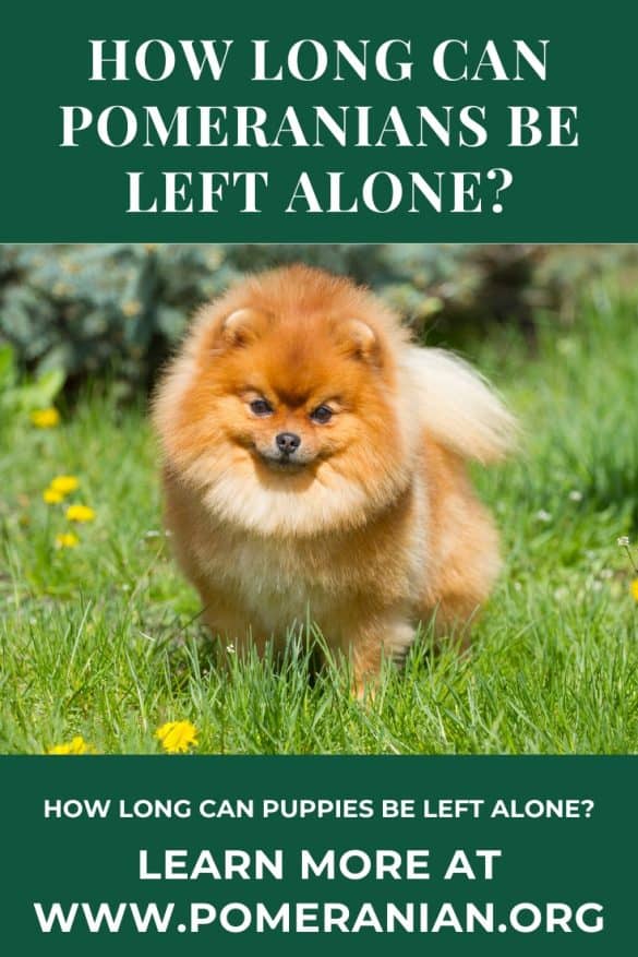 Can Pomeranians Be Left Alone? Here’s What You Should Know