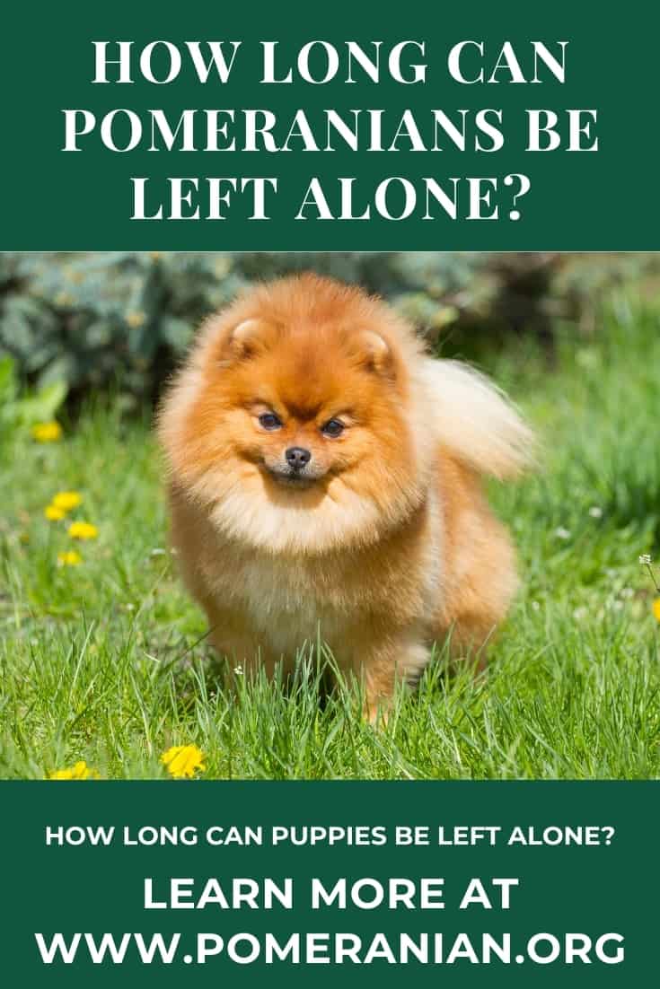How Long Can Puppies Be Left Alone?