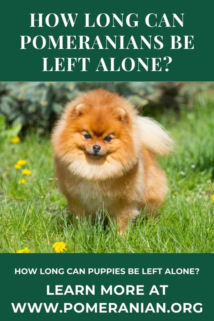 can a pomeranian stay alone