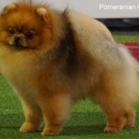 Picture of Pomeranian Dog
