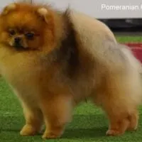 Picture of Pomeranian Dog