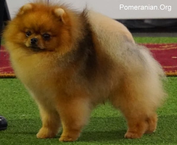 clipping a pomeranian