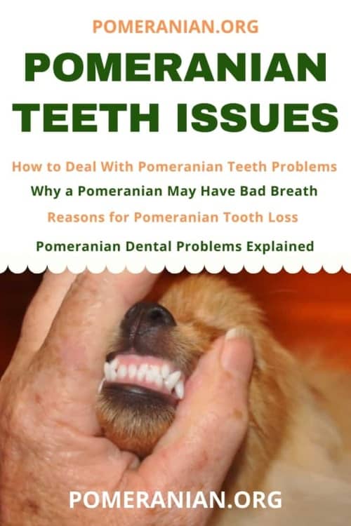 Pomeranian Teeth Issues