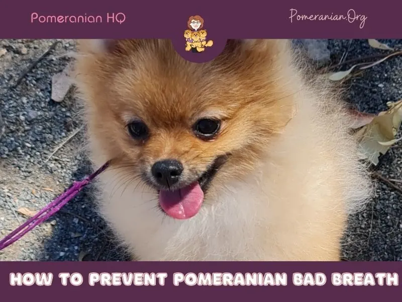 HOW TO PREVENT Pomeranian Bad Breath