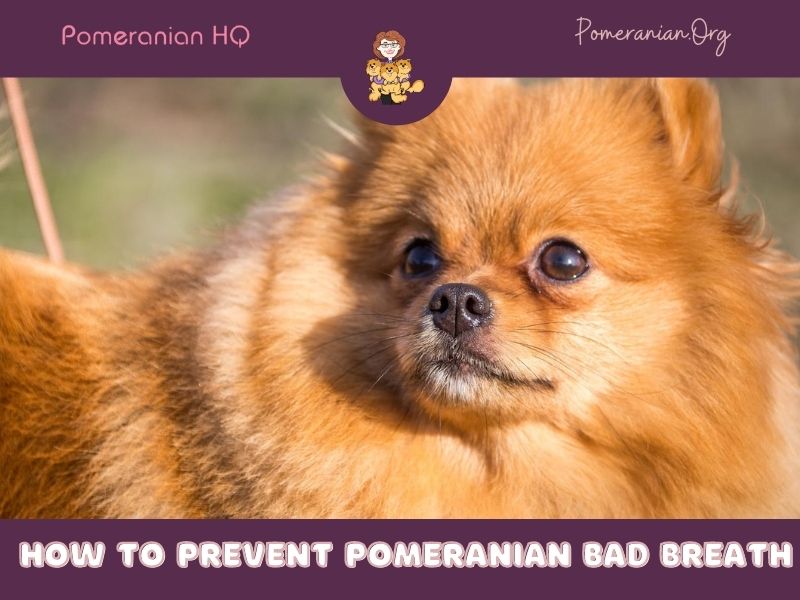 Pomeranian Bad Breath
