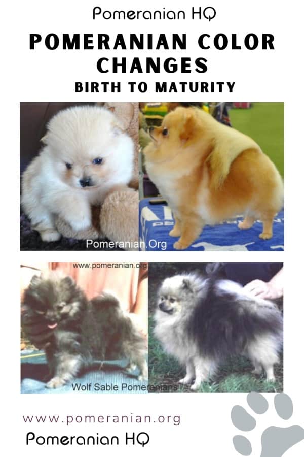 Pomeranian Color Changes from Birth to Maturity